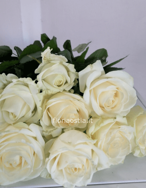5 Rose bianche