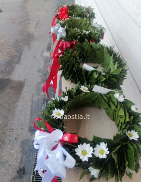 Coroncina laurea 