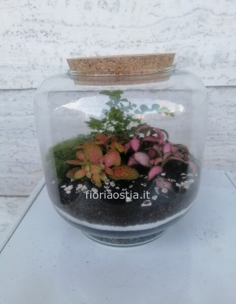 Terrarium 