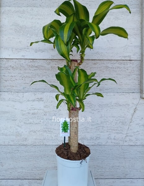 Dracaena Messangiana