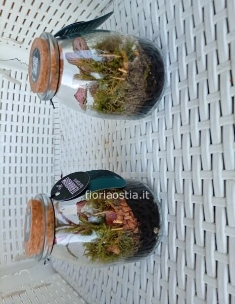 Mini terrarium