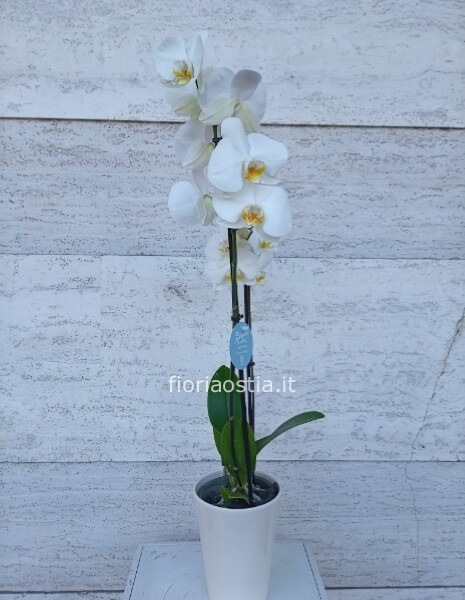 Orchidea bianca