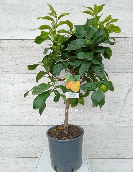 Limone quattro stagioni