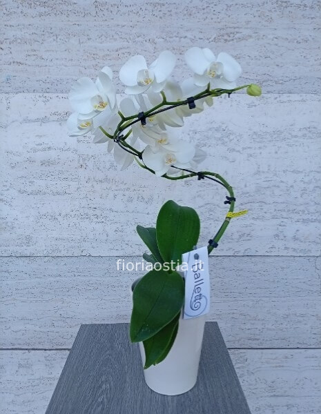 Orchidea  Balletto bianca